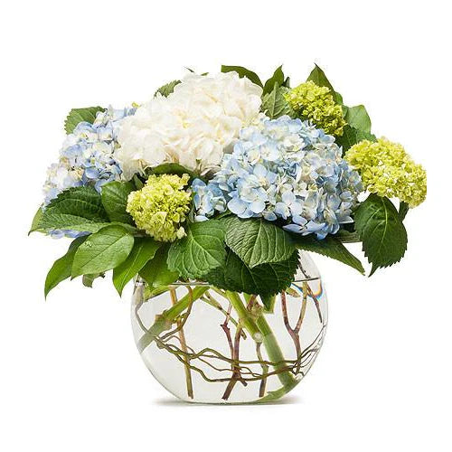 Hydrangea