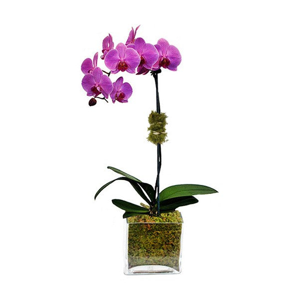 Phalaenopsis Orchid Plant