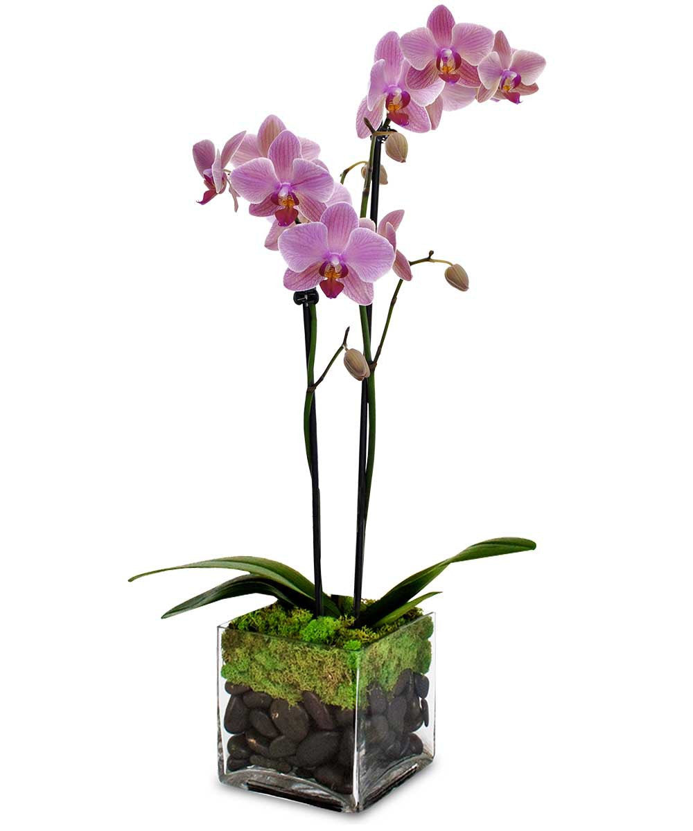 Phalaenopsis Orchid Plant